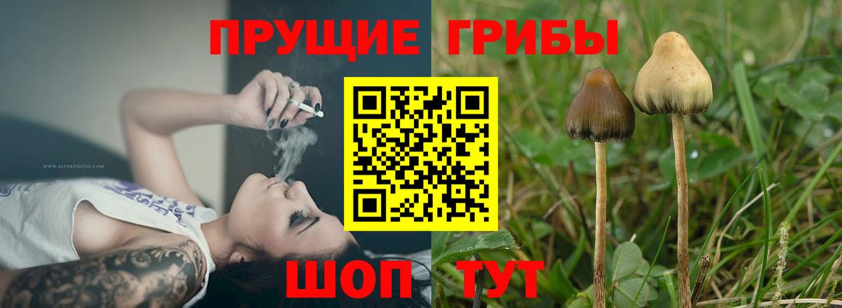 Псилоцибиновые грибы Cubensis Салават